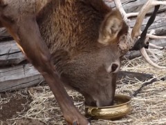 Борхүү нэртэй буга 10 салаа эвэртэй сүрлэг дайр болжээ