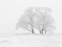 Хүйтний эрч эрс чангарна 