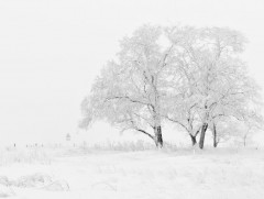 Үзэсгэлэнт төгөлдөр өвөл