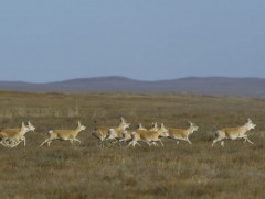 Цагаан зээр