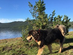 Монгол банхар