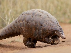 Дэлхийн хамгийн ховор амьтдын нэг Панголин