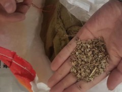 Ховор болон нэн ховор ургамлыг хууль бусаар түүж, хилээр гаргахыг завдвал Эрүүгийн хуулиар шийтгэнэ