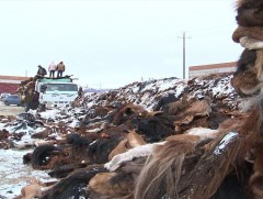 “Эмээлт” захад малын түүхий эдийн үнэ ханш ямар байна вэ