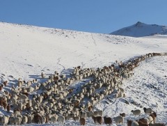 Ховд аймгийн 7 суманд өвөлжилт хүндэрчээ
