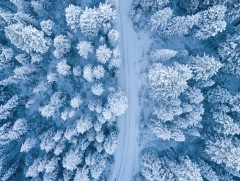 Шинэ сарын шинж