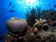 НҮБ 2030 он гэхэд дэлхийн хуурай газар, далай тэнгисийн 30 хувийг хамгаалах шинэ зорилтыг баталлаа 