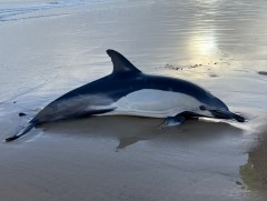 Далайн гахайнуудад альцгеймерийн шинж тэмдэг илэрдгийг тогтоожээ 