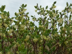 “Хөх далан хальс” жимсгэний судалгаа, инновацийг мод үржүүлгийн мэргэжилтнүүдэд танилцуулж байна
