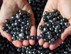 Японы гайхамшгийн нууц нь 