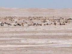 Сүхбаатар аймгийн хэмжээнд өвөлжилт хүндрэх төлөвтэй байна