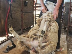 Малчин залуус хонины ноос хяргагчаар мэргэшихээр Шинэ Зеланд улсыг зорилоо