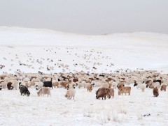 Говь-Алтай аймгийн нийт нутаг дэвсгэрийн 17.5 хувь зудын нэн их эрсдэлтэй байна