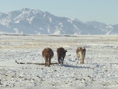 Баруун гурван аймаг зудын байдалтай байна