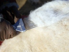 Самнасан ноолуур экспортолно