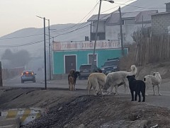 Нохойд хазуулахаас сэргийлэх 5 алхам 