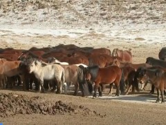 Д.Ганзориг: Монгол морины өв соёл, уламжлалыг түгээн дэлгэрүүлэхээр зорьж байна