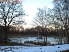 Шинэ сарын шинж