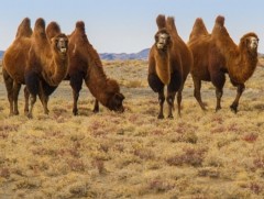 Дорноговь аймгийн Мандах сум 28 жилийн дараа тэмээн сүргээ түмд хүргэлээ 