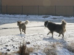 Эзэнгүй нохой, муурын тооллого орон даяар эхэллээ