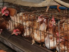 Тахианы аж ахуй эрхлэгчдэд 22 тэрбум төгрөгийн зээл олгоно