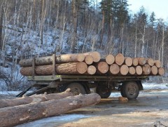 Байгаль орчны эсрэг гэмт хэрэг жилээс жилд өссөн дүнтэй гарчээ