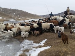 Малчдын хүйсийн тэнцвэр алдагдаж, хөдөөд ганц бие залуус олон болжээ