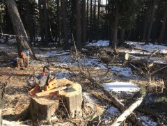 Сүүлийн 20 жилд 1.2 сая га орчим ойн талбай хорогджээ