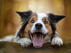 Нохой тэжээхийг хүсвэл гөлөгнөөс нь ажигла