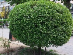 Нэг хүнд ногдох ногоон байгууламжийн хэмжээ 5.7 ам метр болж нэмэгджээ