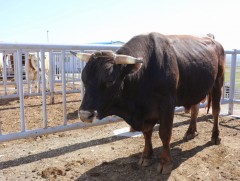 Малын удмын сангийн үндэсний төвд 9641 толгой мал, амьтан бүртгэлтэй байна