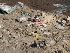 Хөрсний бохирдол халдварт өвчний нэмэгдэх шалтгаан болдог