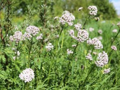 Монгол улсад 950 гаруй эмийн ургамал байдгаас 250 нь судлагдсан байдаг 