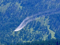 Энэ онд 185 мянган га талбайн ойн хөнөөлт шавжтай тэмцэнэ