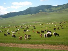 Ирэх өвөл, хаврын бэлтгэл базааж зарим малчид оторлож эхэлжээ