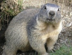 Тарваган тахал өвчнөөс сэргийлье