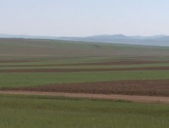 Хэнтий аймгийн зарим сумдаар 50 хоног бороо ороогүйгээс буудайн ургалт зогсжээ 