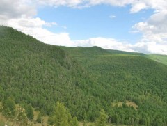 Монгол орны ойн сангийн 1,5 сая га талбай доройтсон байна