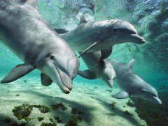 Далайн гахай дэндүү чалчаа...