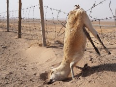 Хүний нөлөөллөөс болж ан амьтад олноороо хорогдож байна