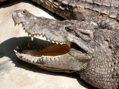 Үерийн улмаас алга болсон 75 матрын наймыг олжээ