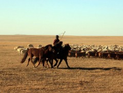 Малчдын 28 хувь нь 16-34 насны залуучууд байна