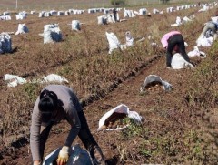 Хүнсний ногоо хураалт ирэх 7 хоногт дуусах төлөвтэй байна