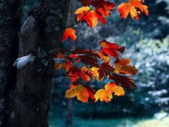 ЦАГ АГААР: Улаанбаатарт өдөртөө 15 хэм дулаан 