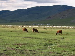 Бэлчээрийн үхрийн жин жил бүр буурч байна