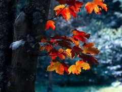 ЦАГ АГААР: Улаанбаатарт шөнөдөө 2 хэм хүйтэн