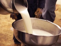 Сүүний урамшуулалд олгох мөнгийг нэмнэ