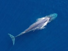 Уур амьсгалын өөрчлөлт цэнхэр халимны нүүдэлд нөлөөлж байна