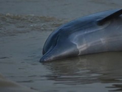 Амазонд далайн ус 40 хэмд хүрч халсаны улмаас 100 гаруй далайн гахайнууд амь үрэгджээ