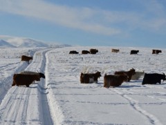 Арваннэгдүгээр сарын 21-22-нд шилжих шөнө ажиглагдсан цаг агаарын аюултай үзэгдлийн тойм